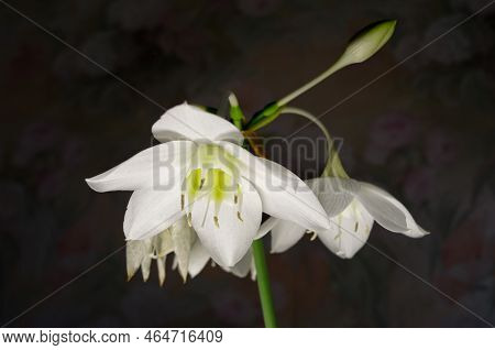 White Flowers On Black Background, Eucharis Grandiflora Eucharis Amazonica , Amaryllidaceae.