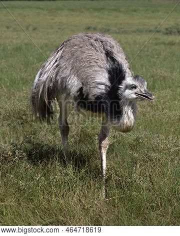 Beautiful Rhea, Also Know As Nandu, Or South American Ostriches