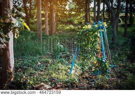 Old Outdoor Exercise Equipment So Worn Out And Covered In Trees In Outdoor Exercise Park. Old Abando