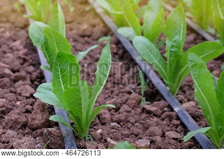 Fresh Organic Green Cos Lettuce Growing On A Natural Farm. Close Up Fresh Green Romaine Or Cos Lettu