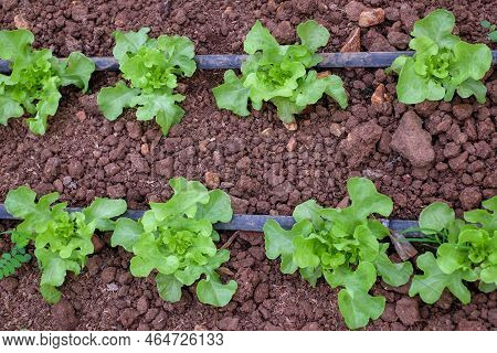 Green Oak Vegetable Plots Use A Drip System Along A Hose. It Is An Applied And Integrated Vegetable