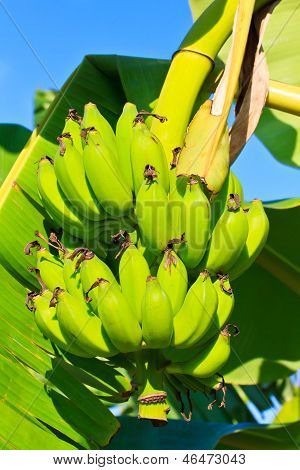 tabuleiro de banana