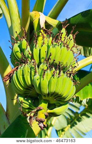 tabuleiro de banana