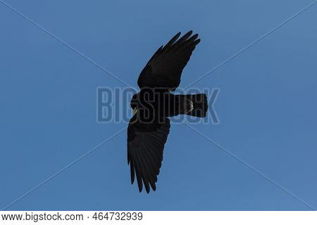 Alpine Chough (pyrrhocorax Graculus) In Flight With Spread Wings