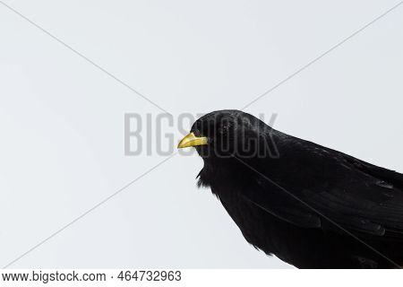 Portrait Of One Isolated Alpine Chough Bird (pyrrhocorax Graculus)
