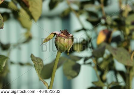 Set Of Green Rose Leaves Isolated On White Background. High Quality Photo