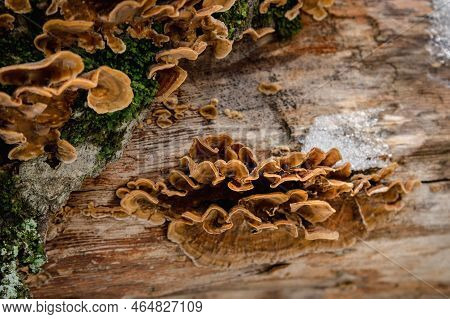 Group Of Fungus Stereum Subtomentosum On Tree Trunk With Snow In Spring