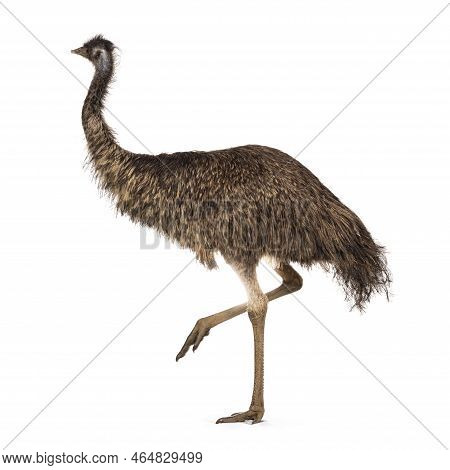Adult Emu Bird Aka Dromaius Novaehollandiae, Walking Side Ways. Isolated On A White Background.