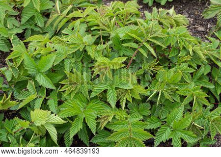 Green Leaves Of Plant Filipendula Ulmaria, Medicinal Plant Used In Medicine.