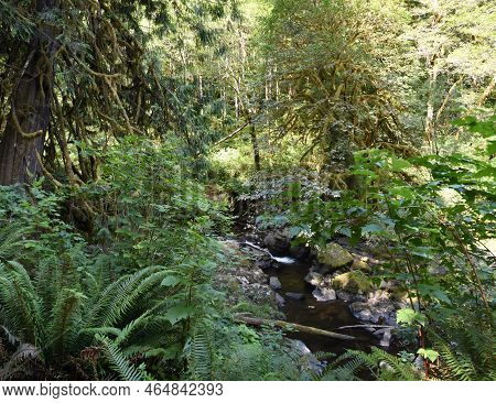 Hiking Trail Views At Sweet Creek Falls Waterfall Complex Near Mapleton Oregon. America.
