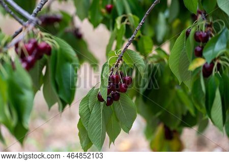 Sweet Ripe Black Cherry Berries Hanging On Cherry Tree In Fruit Orchard Near Venasque Village, Luber