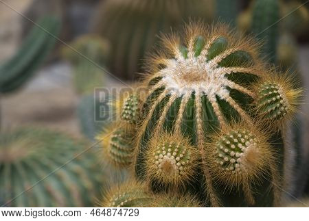 Close-up Of Parodia Cactus (eriocactus), A Succulent Plant With A Green Stem, Round-shaped, Spike, A