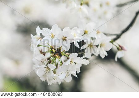 Cherry Blossoms At Site Of Keage Incline In Kyoto, Japan.
