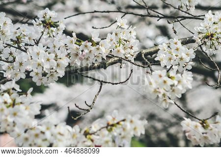 Cherry Blossoms At Site Of Keage Incline In Kyoto, Japan.