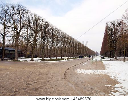 Avenues Of Trees Planted During The Winter In The Gardens Of The Royal Palace Of Versailles