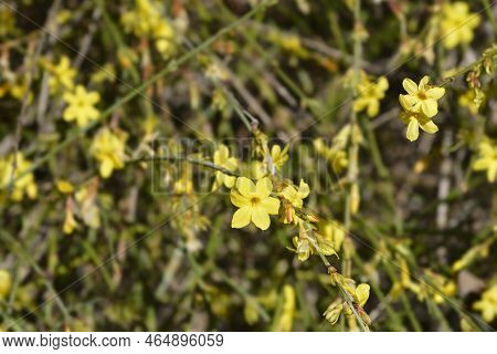 Winter Jasmine Yellow Flowers In The Garden
