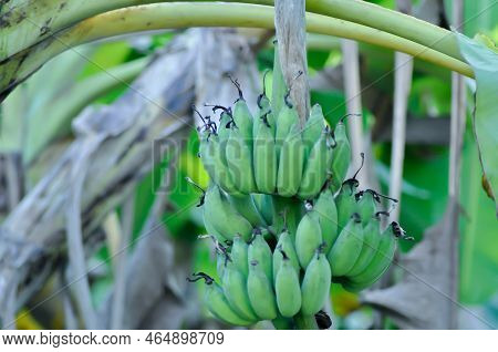 Banana ,banana Seed Or Cultivated Banana Or Banana Plant Or Musa Sapientum Linn Plant