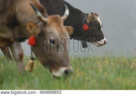 Cows With Bells Around Their Necks Graze On Ukrainian Fields And Mountains.