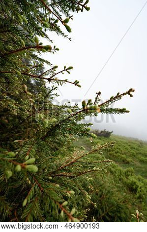 Drops Of Dew And Rain On A Spruce Branch.