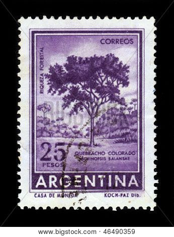 Rouge Quebracho Colorado arbre