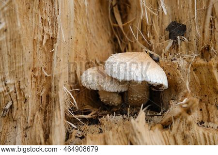 Yellow Mushrooms On The Tree, Pholiota Destruens.