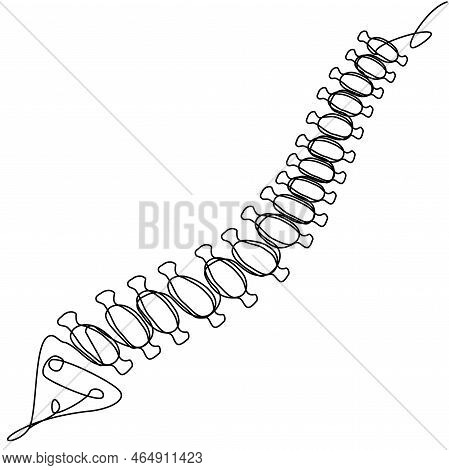 Human Spine In One Line On A White Background. Stock Medical Illustration Of Bones In Vector Format.