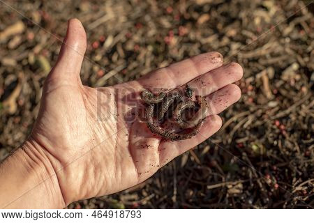 Close Up View Of The Hand Holding Compost Worms Night Crawlers With Blurred Garden Ground