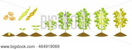 Soybean Growth Is Gradual. Phases Of Development Of Leguminous Plants. Cycle Of Growing Beans In Agr