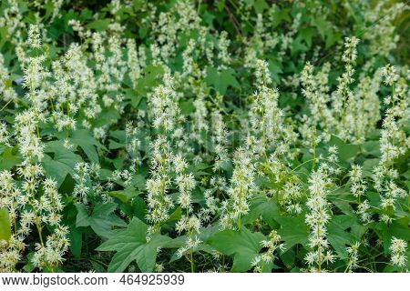 Thick Thickets Of Echinocystis Blooming In Garden. Echinocystis Commonly Called Wild Cucumber, Prick