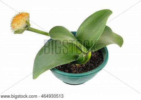 Paintbrush Or Haemanthus Albiflos Flowering Plant Growing In Pot, Isolated On White Background