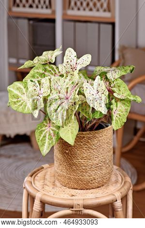 Exotic 'caladium Miss Muffet' (botanic Name) Houseplant With Pink And Green Leaves With Red Dots In 