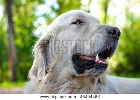 关闭了画像的金毛狗