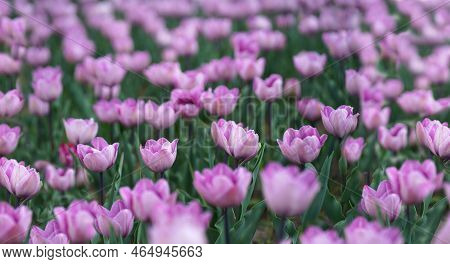 Beautiful Tulip Macro With A Red Bulbfield In The Background In Spring