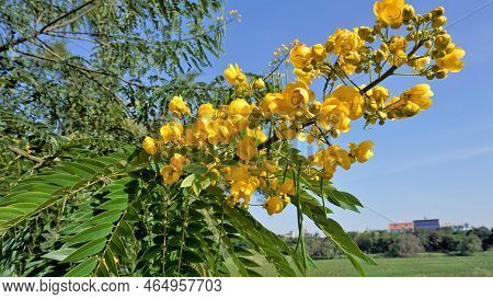 Closeup Of Beautiful Flowers Of Senna Spectabilis Known As Casia Amarilla, Whitebark Senna, Yellow S