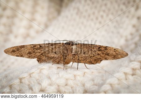 Alcis Repandata Moth On Beige Knitted Sweater, Closeup