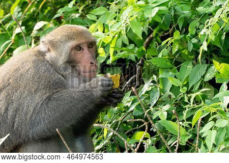 Formosan Macaque, Formosan Rock Monkey Also Named Taiwanese Macaque In The Wild.
