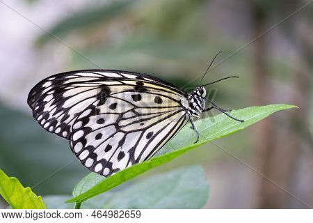 Large Tree Nymph Butterfly (idea Leuconoe), Close-up Of The Butterfly