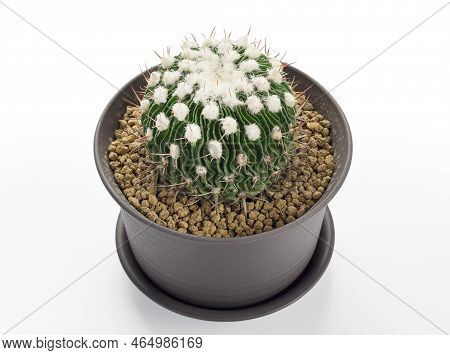 Furry Cactus Pot On White Background , Echinofossulocactus Phyllacanthus Lawr