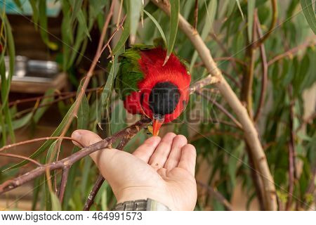 Beit Shean, Israel, October 08, 2022 : Parrot Lori - Loriinae - Sits On A Branch And Eats Food From 
