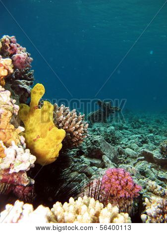 Frogfish ve resif