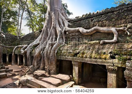 Prasat Ta Prum ya da Ta Prohm tapınak kompleksi, Siem Reap, Kamboçya yakınında.