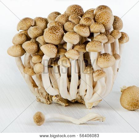 Shimeji champignons