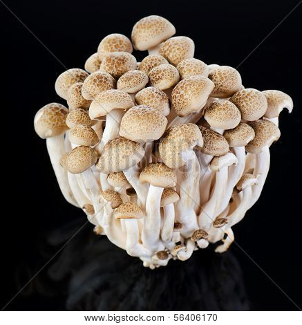 Shimeji champignons