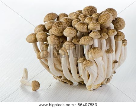 Shimeji paddestoelen.