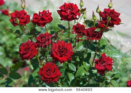 Bush Rosen