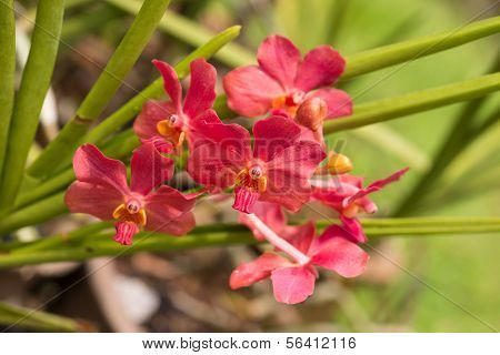 Orchidee Vanda rossa