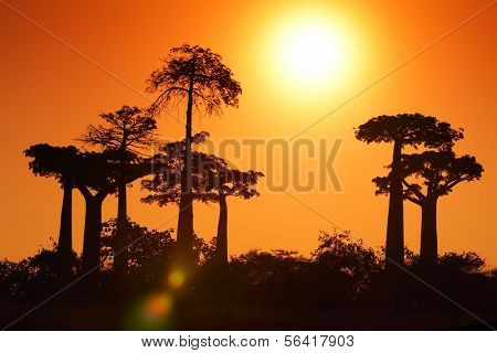 Silhouettes of baobabs over sunrise sky. Madagascar