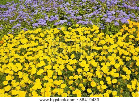 Marigolds ja Agetarum