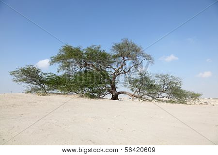 The Tree Of Life In Bahrain