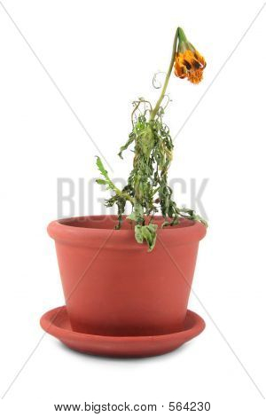 Fiore morto